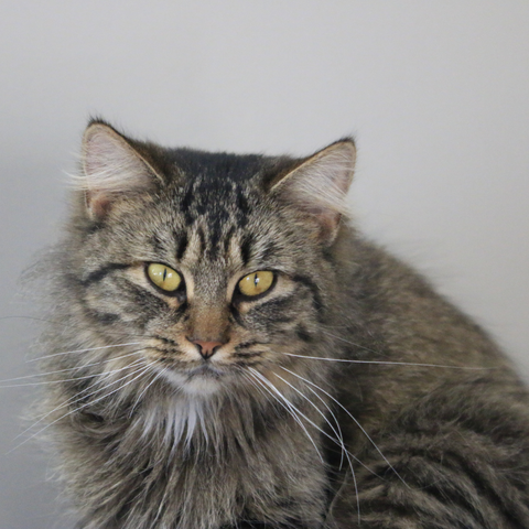 Domestic Long Haired Cat