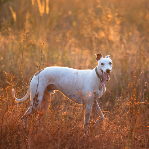 Whippet in a field