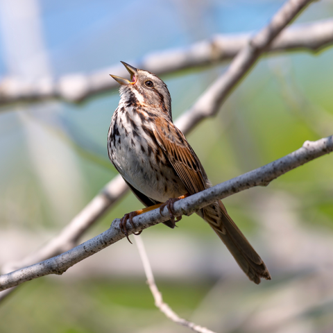 August Bird of the Month: Song Sparrow