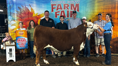 5 Tips for Starting a Show Calf Project Successfully