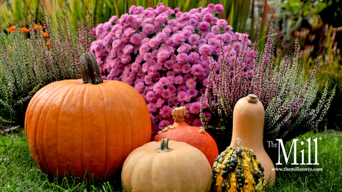 Understanding How and Why to Use Fertilizers on Vegetables and Ornamentals