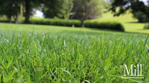 Fall Lawn Fertilization: When, Why, and How to Feed Your Lawn Before Winter