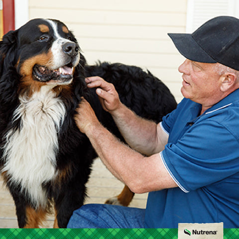 Nutrena picture of Burnese Mountain Dog and man