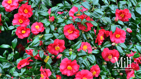 Understanding Camellias: Evergreen Winter-Flowering Shrubs