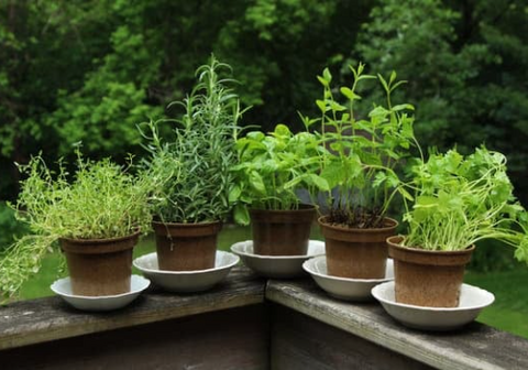Potted herbs on a deck