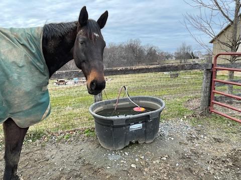 A horse at a water trough in the winter