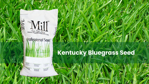 Transform Your Lawn with Kentucky Bluegrass Seed: Expert Tips & Top Picks