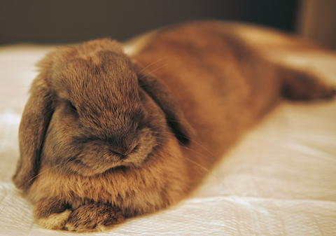Velveteen Lop Rabbit Laying Down