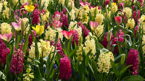 Spring Blooms Begin with Smart Fall Planting of Bulbs