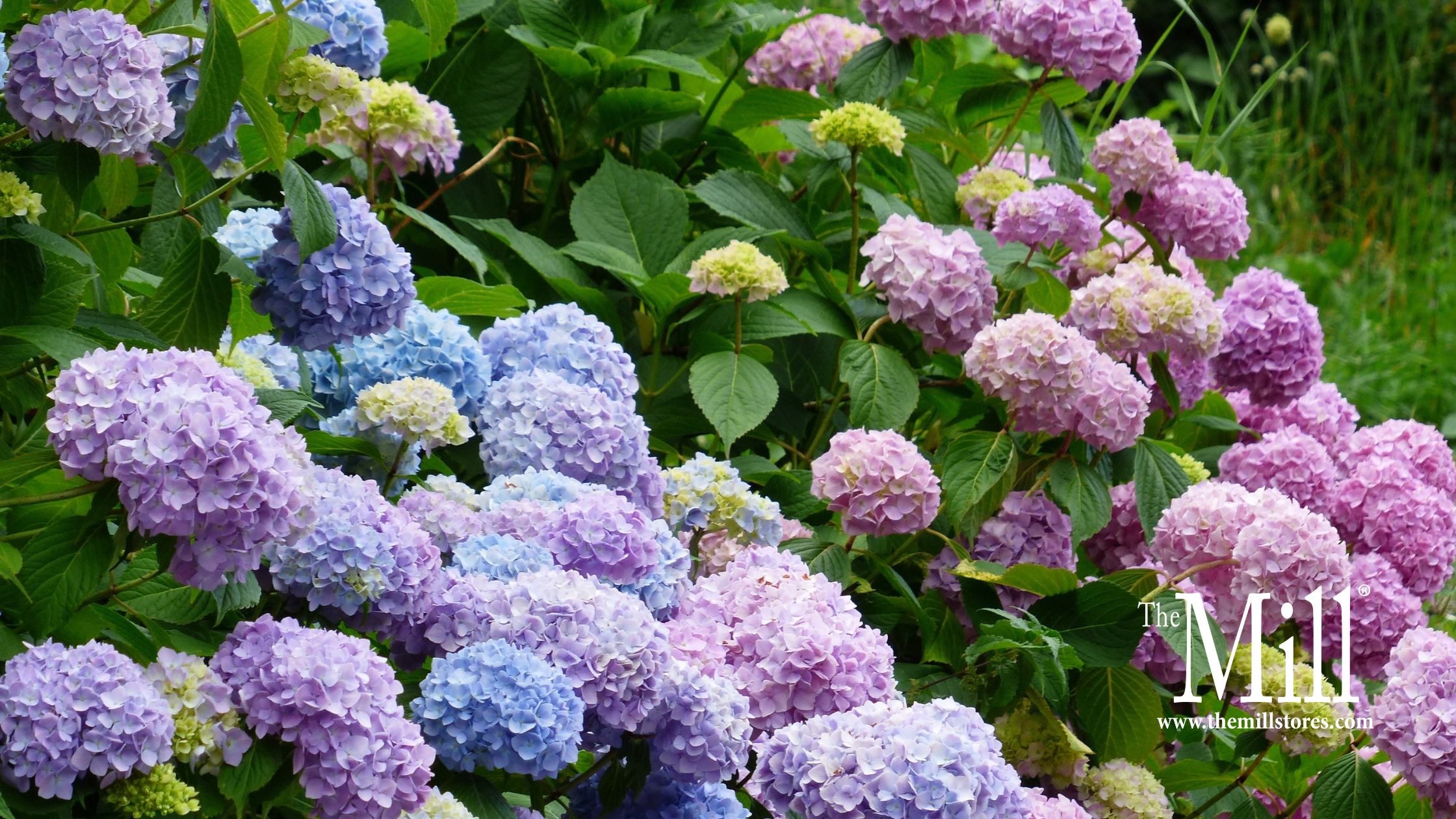 Understanding Hydrangeas: Types, Care & Pruning Guide – The Mill