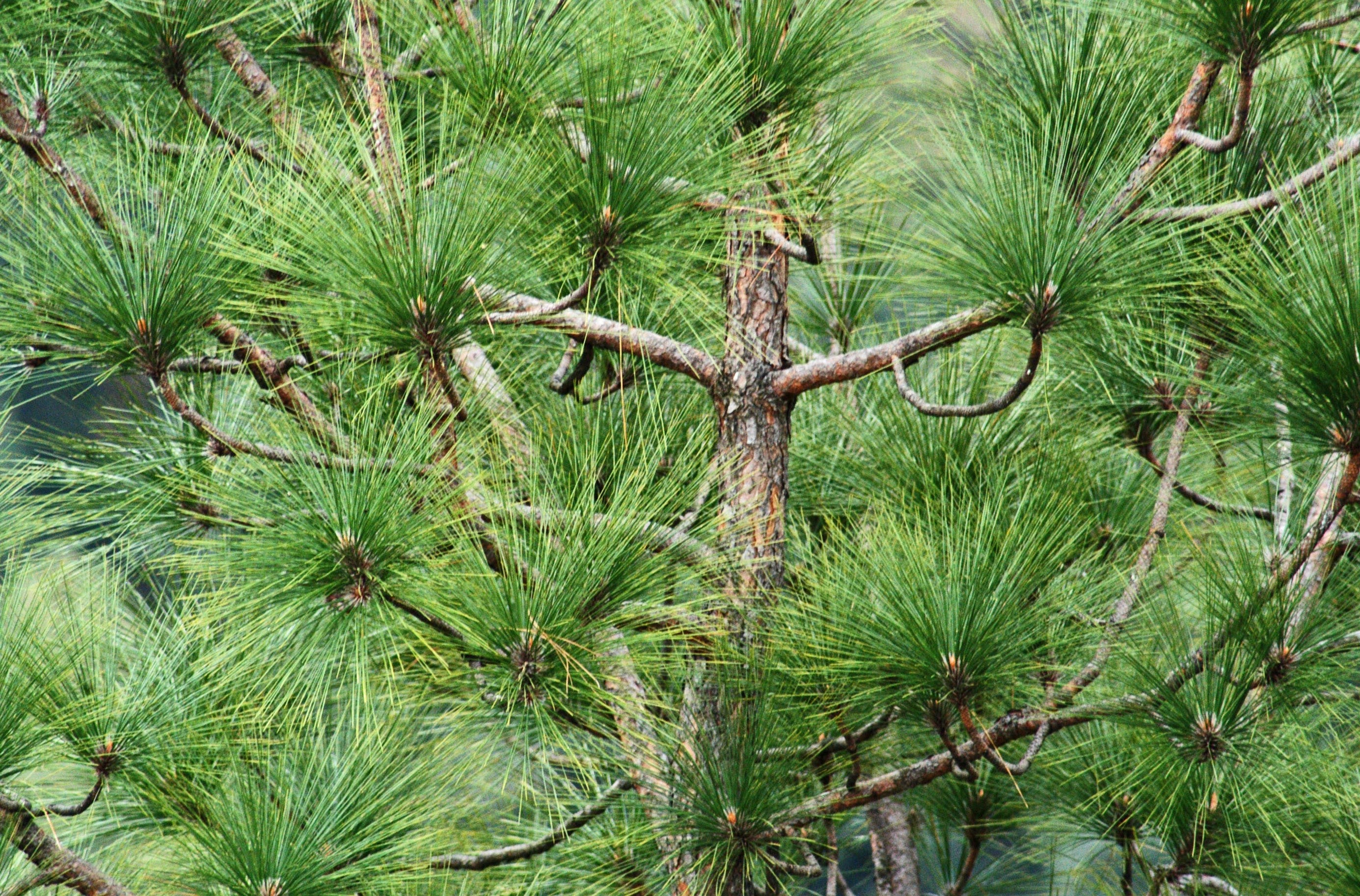 Needles on White Pine Trees Turning Yellow The Mill