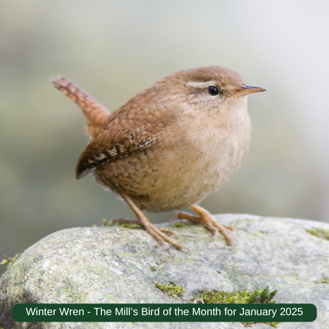 Winter Wren - January 2025 Bird of the Month