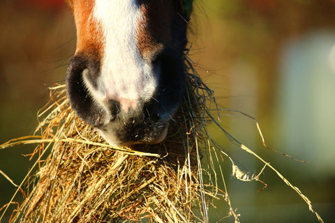 Feeding Horses During Reduced Work-