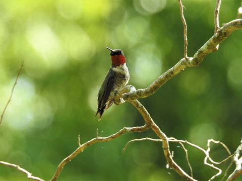 Ruby Throated Hummingbird