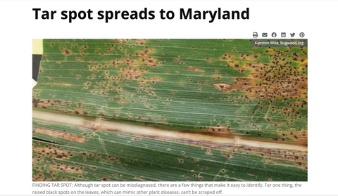 Tar Spot Spreads to Maryland