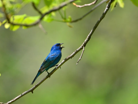 The Indigo Bunting on a tree branch
