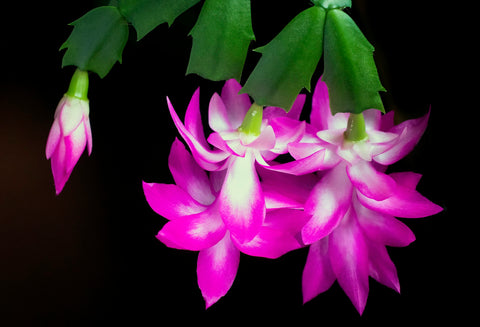 Holiday Cactus