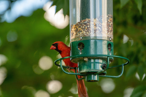 Cardinal on a bird feeder with mixed seed