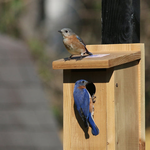 Bluebirds in a birdhouse