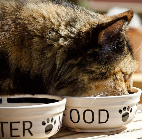 Cat eating kitty food from cute bowls