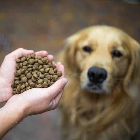A hand holding dog kibble with a Golden Retriever looking at the feed