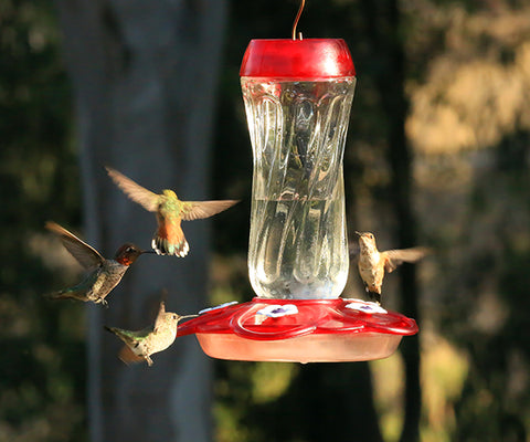 Four hummingbirds flying around a Perky Pet Hummingbird Feeder with nectar