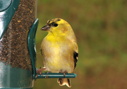 Goldfinch perched on a thistle feeder