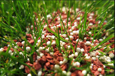 Fertilizer in grass