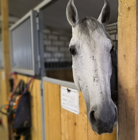 Gray horse looking out of a stall