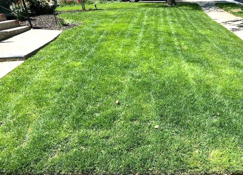 Fresh cut treated lawn with house in the background