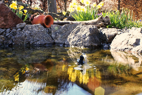 Small landscaped pond or water garden feature