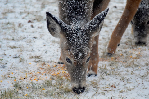 Deer eating grain on snow