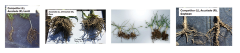 Accolade root examples 2