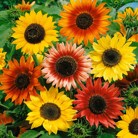 Autumn Beauty Sunflowers in yellow, gold, red and orange colors