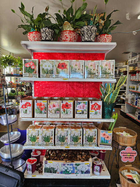 Holiday Bulbs Amaryllis and Paperwhites