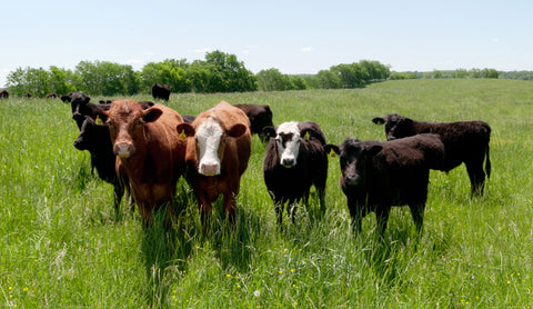 Herd of cattle standing in the field