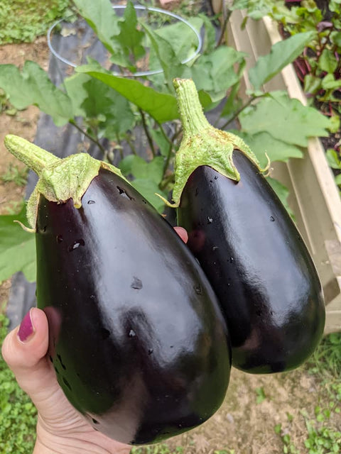 Black Beauty Eggplant
