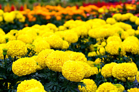 Crackerjack Marigold flowers growing in a mass of yellow, gold and orange blooms