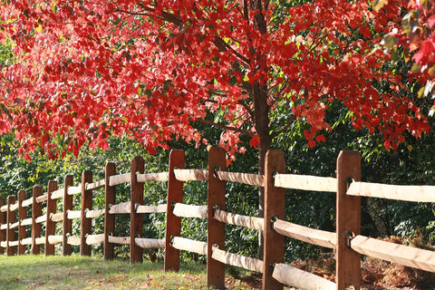 Fence row shaded by a red tree
