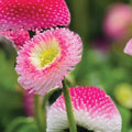 Pink Perennial Flower