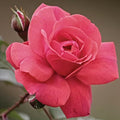 Rose Bush Pink