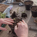 Potting a plant with soil