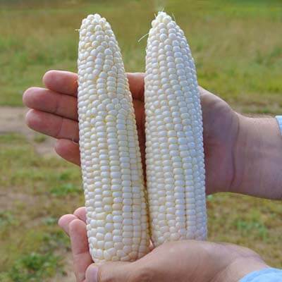 Glacial White Sweet Corn Vegetable Seed - 1000 seeds