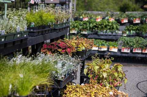 Plants at The Mill of Hereford