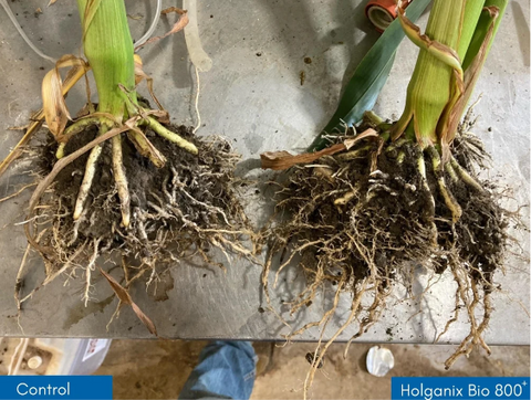 Holganix Bio 800+ Soil Microbial Biostimulant