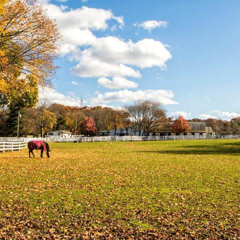 Horse grzing in a pasture during fall