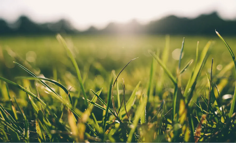 Blades of grass with the sun setting in the background