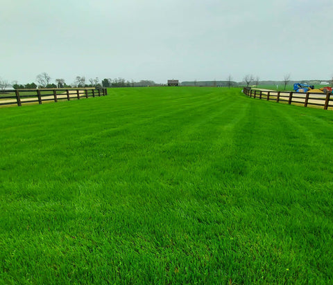Grass
