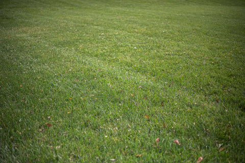 Fresh Mowed Green grass