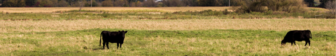 Angus in a field